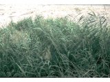 Papyrus clump on shores of Dead Sea